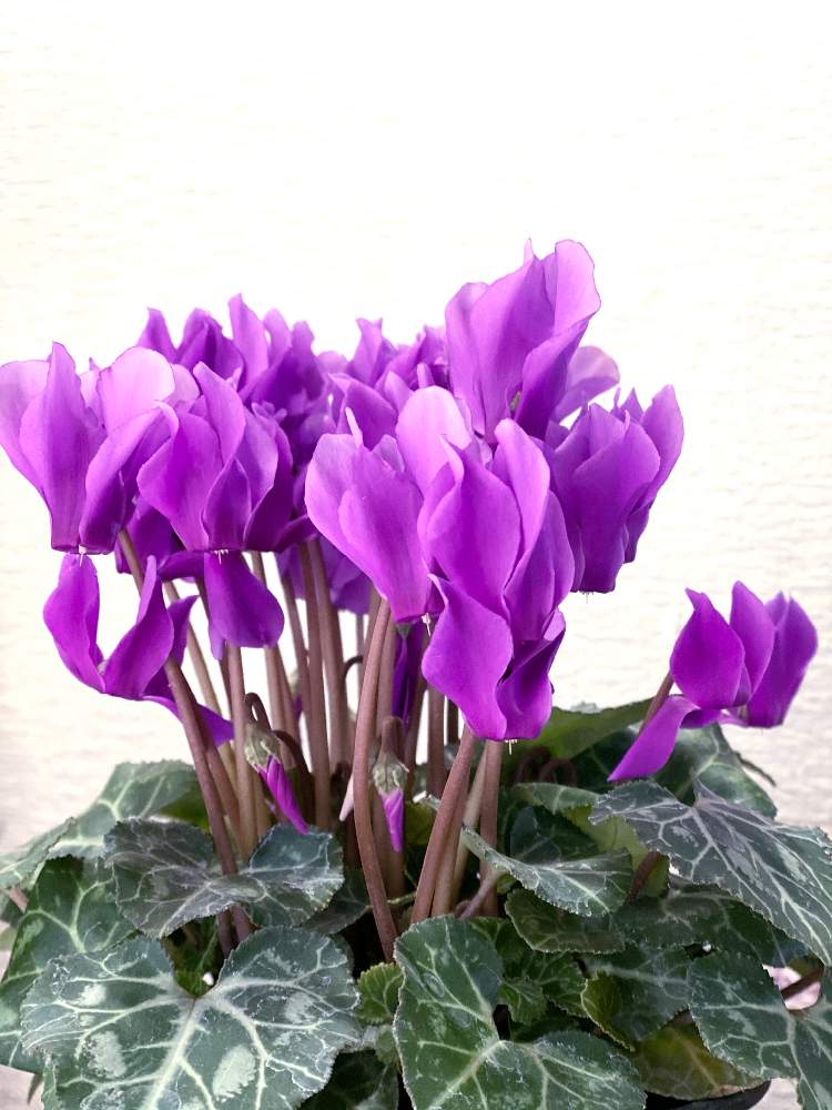 シクラメン の投稿画像 By カズさん サントリーセレナーディア ブルーシクラメンと シクラメン といい香りと サンフラマニアと サンフラビトと 花と生きるサントリーとシクラメン と シクラメンといい香りと サンフラマニアと サンフラビトと 花と生きる