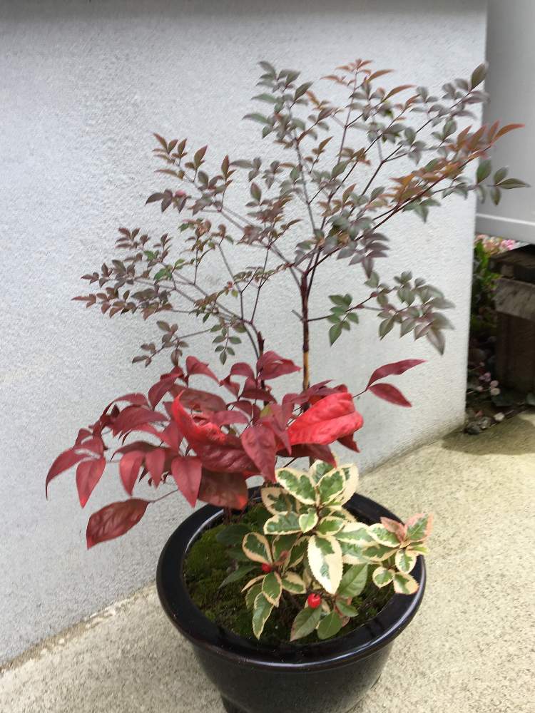 南天の投稿画像 By 電婆さん オタフク お多福 南天と斑入り藪柑子と藪柑子と宿根草の庭と南天の寄せ植えと花のある生活と自然大好きとナチュラルガーデンとおうち園芸 月12月7日 Greensnap グリーンスナップ