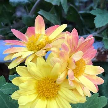 シマカンギクの画像 by La vie en roseさん | お出かけ先とキクとシマカンギクと初心者と花のある暮らしと花が好き