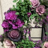 ハボタン,花のある暮らし,✨葉牡丹,✨ハボタン,玄関の画像