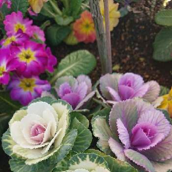 葉牡丹の栽培の投稿画像一覧 Greensnap グリーンスナップ