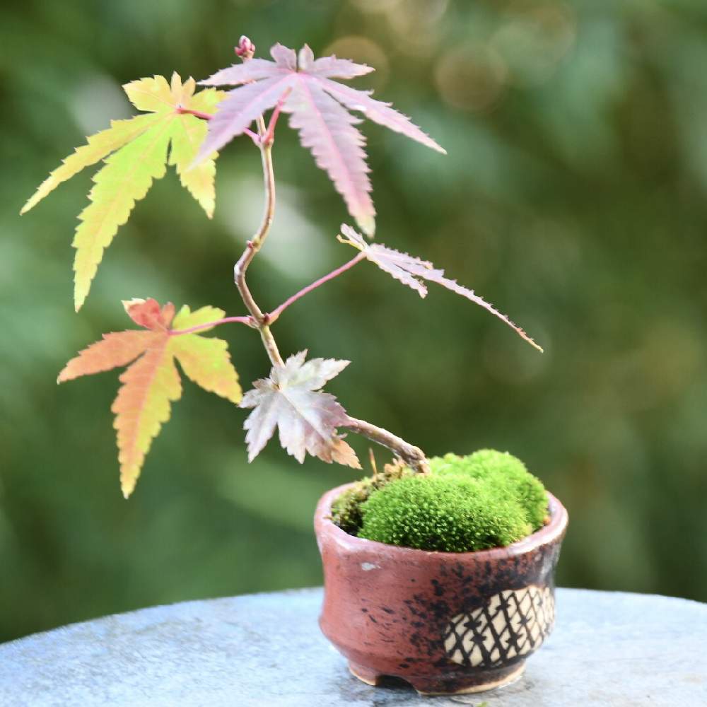紅葉の投稿画像 By Tamajirouさん こだわりの鉢とコケ盆栽とミニ盆栽ともみじ葉と コケと苔 こけ ともみじの実生 月12月7日 Greensnap グリーンスナップ