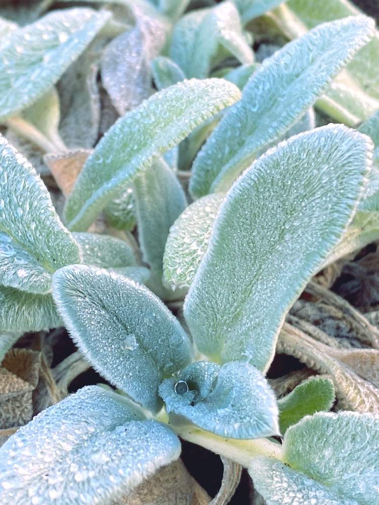 ラムズイヤーの投稿画像 By ディルさん ペレニアルガーデンとハーブガーデン 月12月7日 Greensnap グリーンスナップ