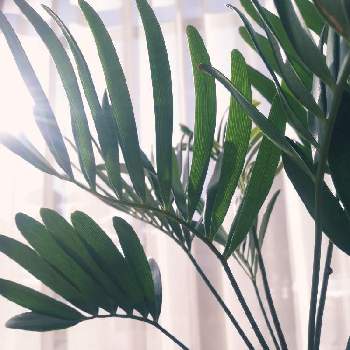 ザミア フロリダーナの画像 by perryさん | 窓辺とザミア フロリダーナとみどりのある暮らしと観葉植物とグリーンインテリアと新入りとみどりに癒されると葉っぱ好き