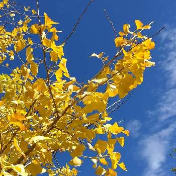 心洗われるの投稿画像一覧 Greensnap グリーンスナップ