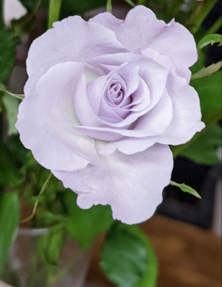 バラの投稿画像 By ジュリアーノさん 薄紫色の花と青い花と薄紫の花と青い花で忘年会と月曜日にはバラをと青い花マニアとチーム ブルーとバラ ミニバラと青い花が好きとチームブルーno 086と青薔薇マニア 月12月7日 Greensnap グリーンスナップ