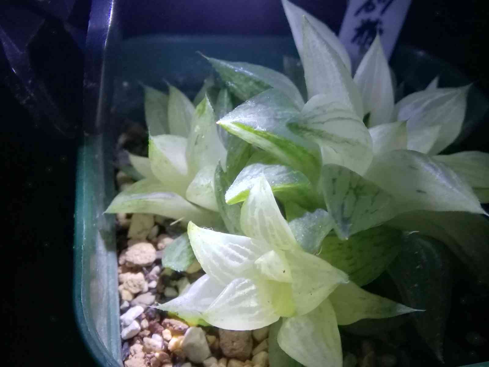 旧氷砂糖の派手斑カキ仔の根出し｜🍀GreenSnap（グリーンスナップ）