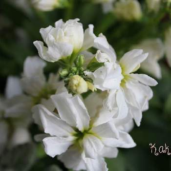 寄せ植の画像 by かこさん | ストック　キスミーホワイトと寄せ植と花と緑のある暮らしとマイガーデンとガーデニングと ストックとふわもこ