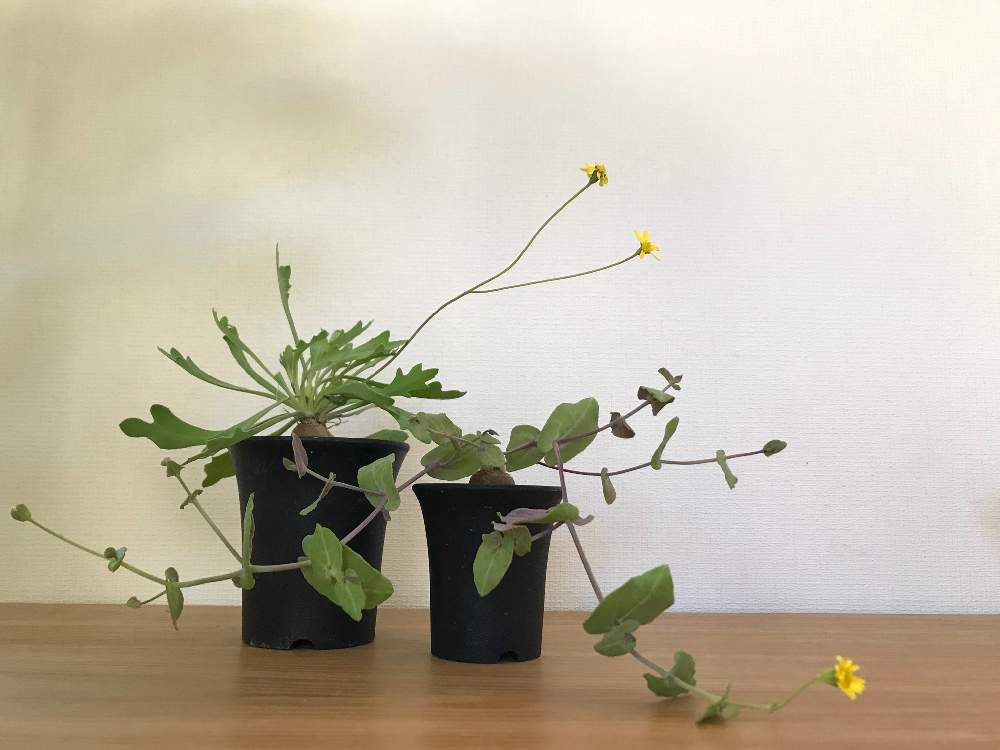 オトンナ パーフォリアータの投稿画像 By 壺さん オトンナsp Aff ハリーとオトンナ パーフォリアータと多肉植物とみどりのある暮らしと植物のある暮らしとオトンナ属と冬型塊根とコーデックスと植中毒とキク科と塊根植物と花のある暮らしと咲いた 月12月7日