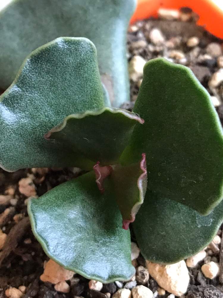 楊貴妃の扇の投稿画像 By ハナミズキさん アドロミスクス属と葉挿し中と多肉植物癒しと仕立てチャレンジと多肉植物ラブと花のある暮らしと心の癒しと多肉初心者 月12月7日 Greensnap グリーンスナップ