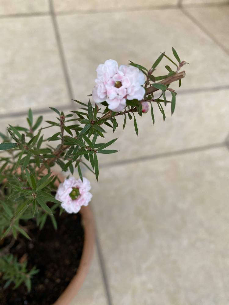 マヌカの投稿画像 By こはもこさん ギョリュウバイとピンクの花と可憐とおうち園芸と花のある暮らしとうっとり 月12月7日 Greensnap グリーンスナップ