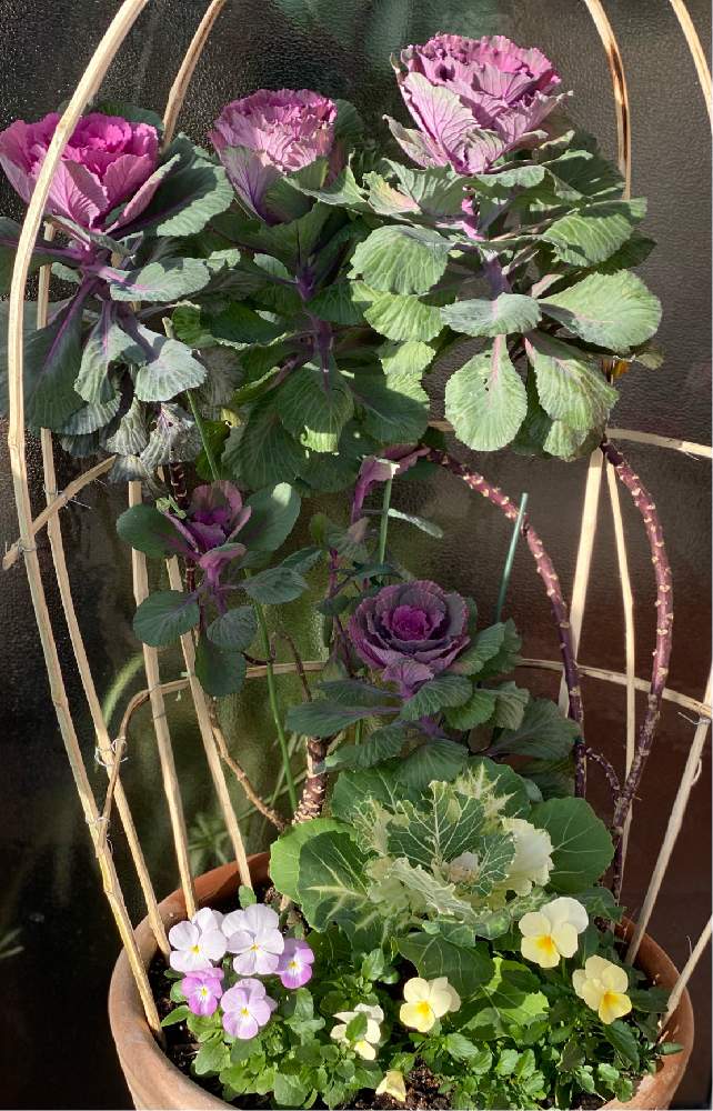 葉牡丹の投稿画像 By Marco15 さん ビオラと踊りハボタンと葉牡丹の寄せ植えとビオラ と葉牡丹 ハボタンとおうち園芸と寄せ植えと素焼き鉢と 踊り葉牡丹 月12月7日 Greensnap グリーンスナップ