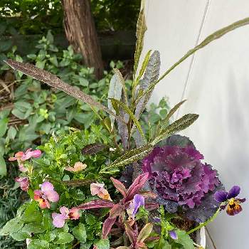 アンティーク調の画像 by nanairoFさん | 玄関とアンティーク調とへーべ・アイスブランカと紫葉牡丹とエール ド クールとおうち園芸と緑のある暮らしと極小ビオラ♡と花のある暮らしとドドナエア♪と「パンジー＆ビオラ寄植えフォトコンテスト」-CAINZ