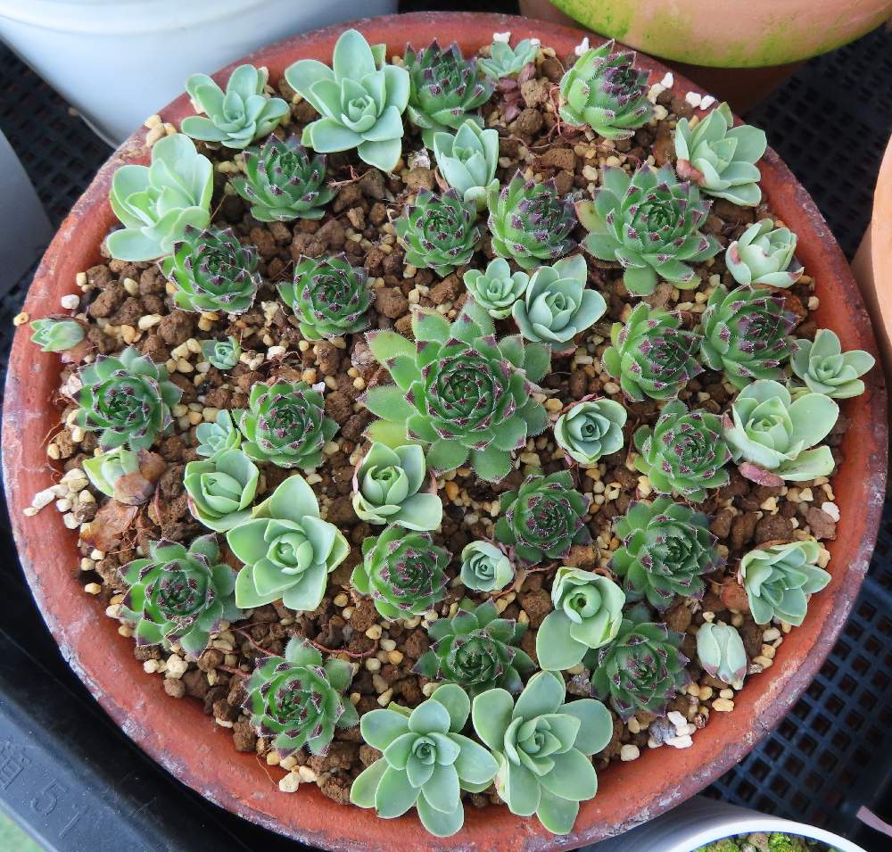 多肉植物の投稿画像 By らきびぃさん 生命力と根を見てしまうと根付いた子株とアエオニウム属とセンペルビウム属とアップルティーニ ドドランタリス丼 月12月7日 Greensnap グリーンスナップ