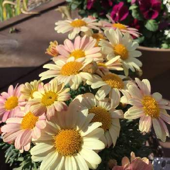 ボンサマーガレットの投稿画像一覧 Greensnap グリーンスナップ