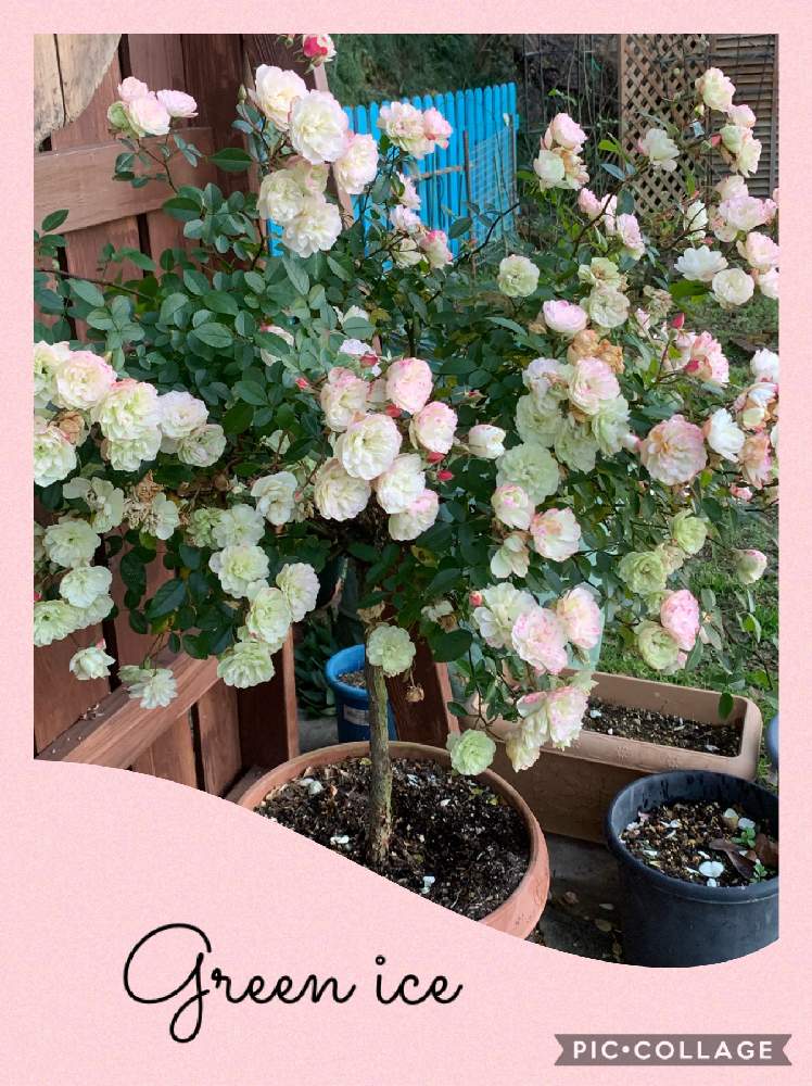 グリーンアイスの投稿画像 By つゆみさん 薔薇暮らしと癒されてと鉢植えと冬を楽しむと花のある暮らしとばらに魅せられてと薔薇 暮らしと癒されてと鉢植えと冬を楽しむと花のある暮らしとばらに魅せられて 月12月7日 Greensnap グリーンスナップ Greensnap
