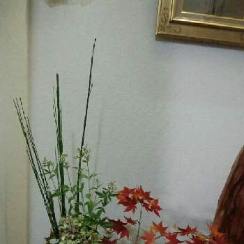 生け花大好きの画像 by リンさん | 玄関とおうち園芸と紅葉♡と生け花大好きといけばなとフラワーアレンジメントと花のある暮らしと切り花と生け花と切り花アレンジ