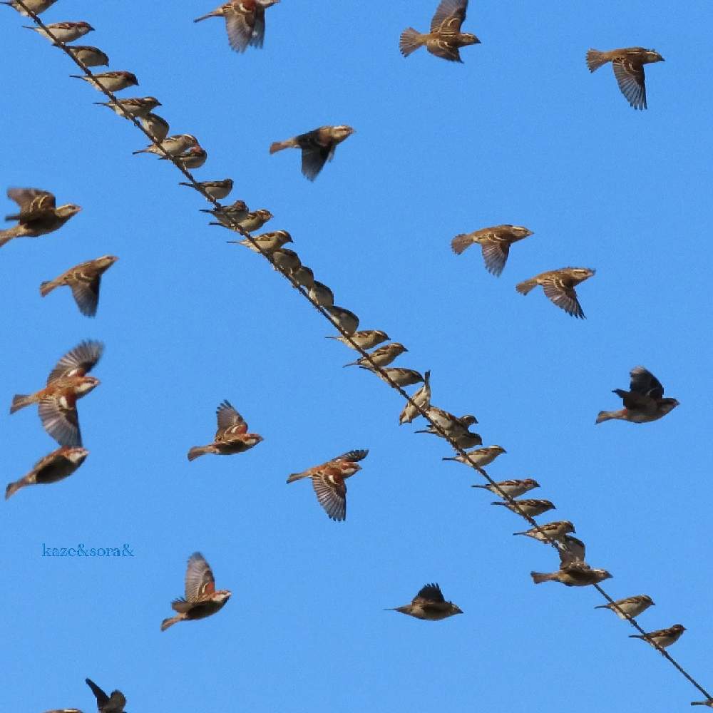 鳥のいる風景の投稿画像 By 花と虫と風と空とさん 風と空とと里山大好き協会とお気に入りの場所と山野草大好き協会と小鳥のいる景色と小鳥のいる秋の景色と鳥 のいる風景と風と空とと里山大好き協会とお気に入りの場所と山野草大好き協会と小鳥のいる景色と小鳥のいる秋の