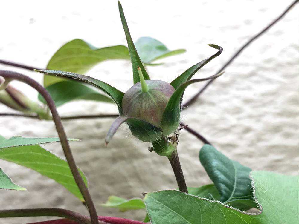 数十年ぶりの朝顔栽培 最盛期から種の採取 Greensnap グリーンスナップ