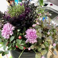 葉牡丹,ポリゴナム（ヒメツルソバ）,チェッカーベリー,きく,沖縄の画像