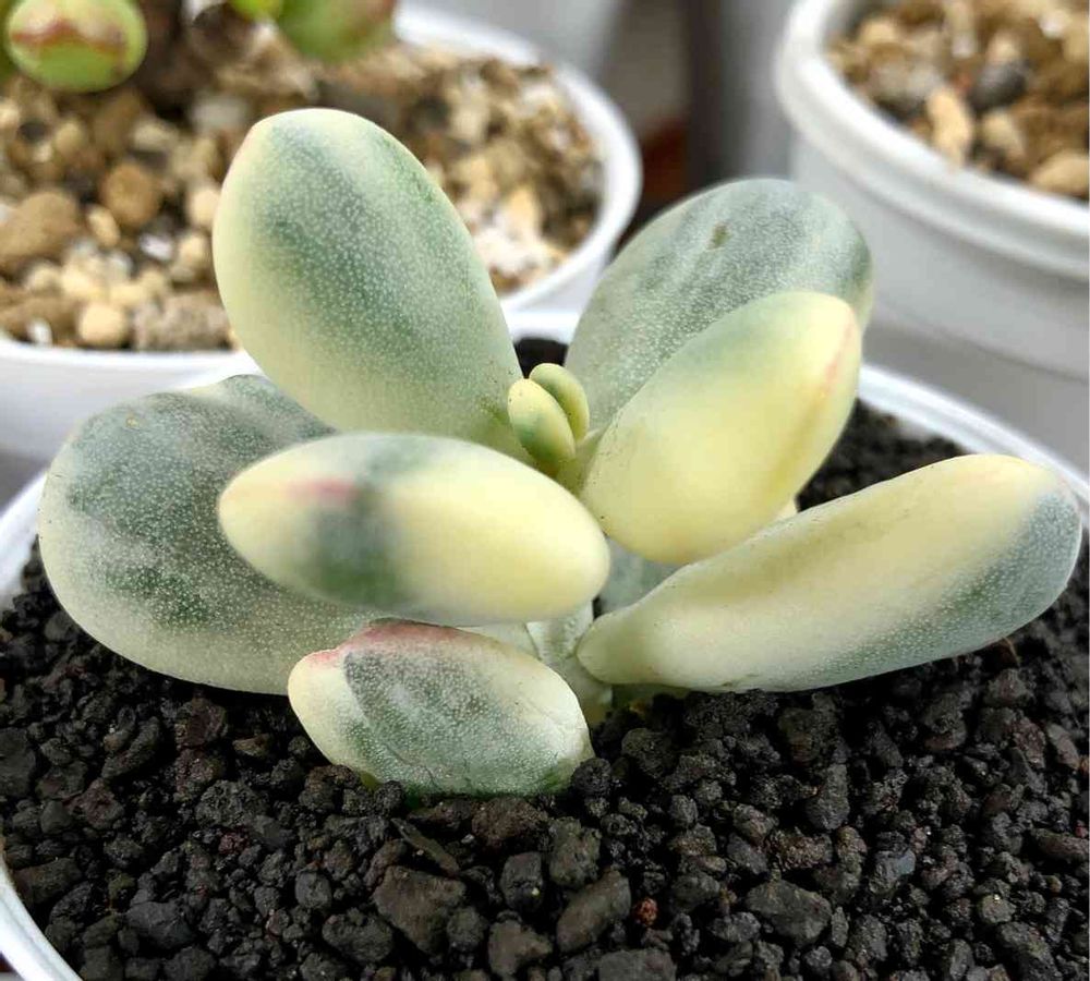 達磨福娘錦 多肉植物 古株群 黄色かっ 