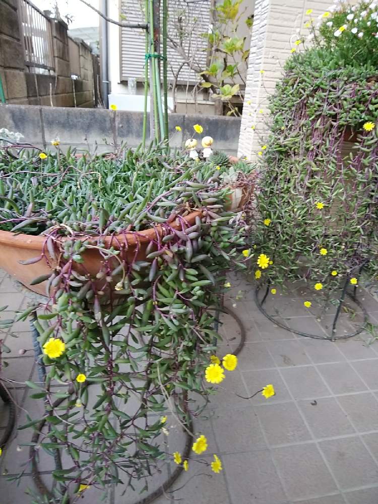 ルビーネックレスの寄せ植え成長の記録 21 06 13更新 Greensnap グリーンスナップ