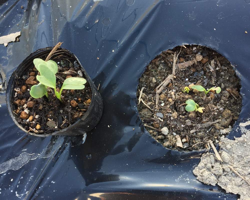 春大根の移植栽培 Greensnap グリーンスナップ