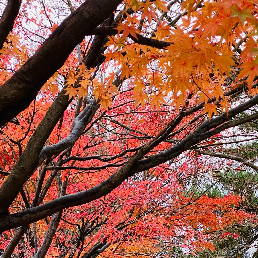 紅葉祭りの投稿画像 By みっきままさん もみじの紅葉ともみじ 月12月8日 Greensnap グリーンスナップ