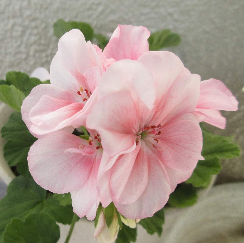 ゼラニウムの投稿画像 By 栗 かのこさん 花のある暮らしとゼラニウム大好きとおうち園芸 月12月8日 Greensnap グリーンスナップ