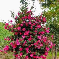 サザンカ,サザンカ(山茶花),ピンクのサザンカ,サザンカのお花,花散策の画像