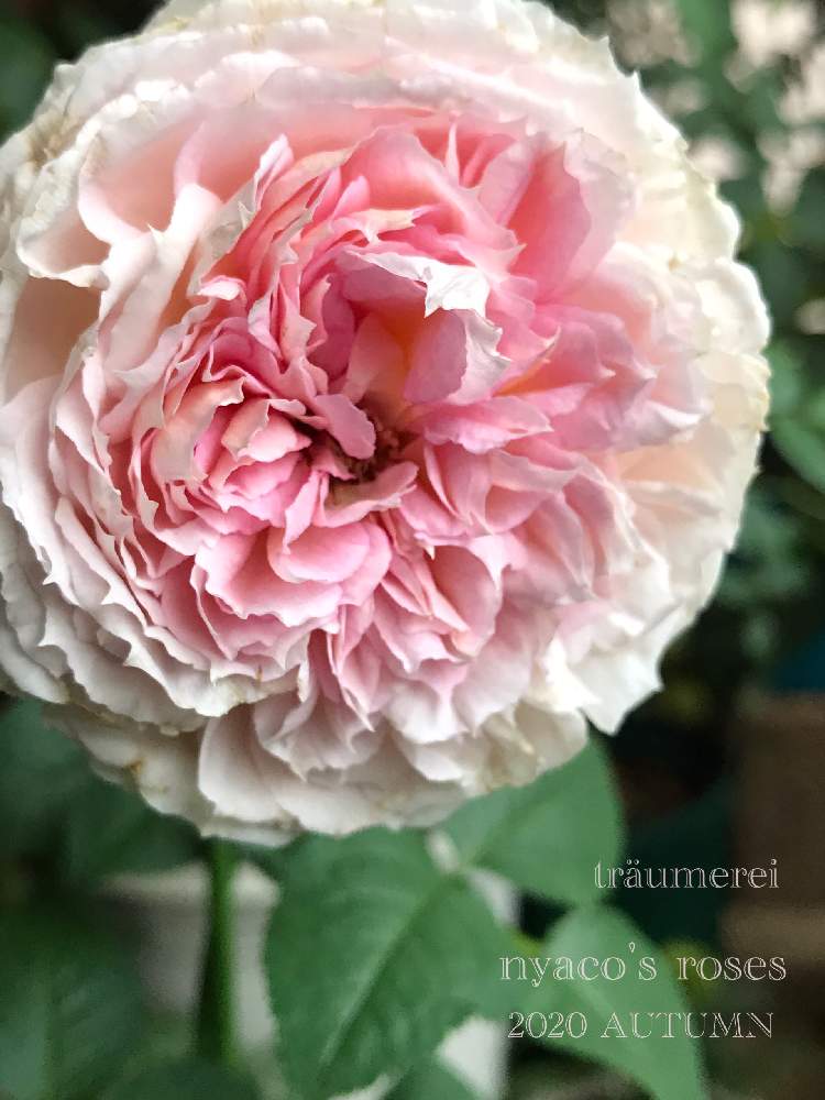 私のローズガーデンinベランダ の投稿画像 By Nyacoさん ばら バラ 薔薇とロサオリ新品種と薔薇愛同盟とベランダガーデニングとバラ のある暮らしとベランダガーデンとバラと夢clubとロサオリの薔薇とバラの鉢植えとバラ トロイメライとバラが好きとgsでバラ園とロサ