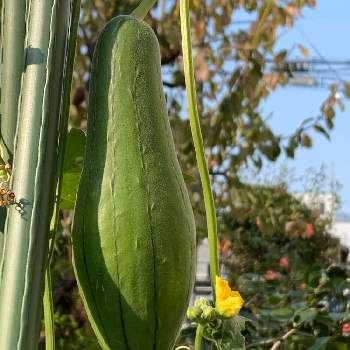 糸瓜の投稿画像一覧 Greensnap グリーンスナップ