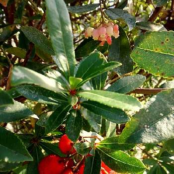 ストロベリーツリー の投稿画像一覧 Greensnap グリーンスナップ