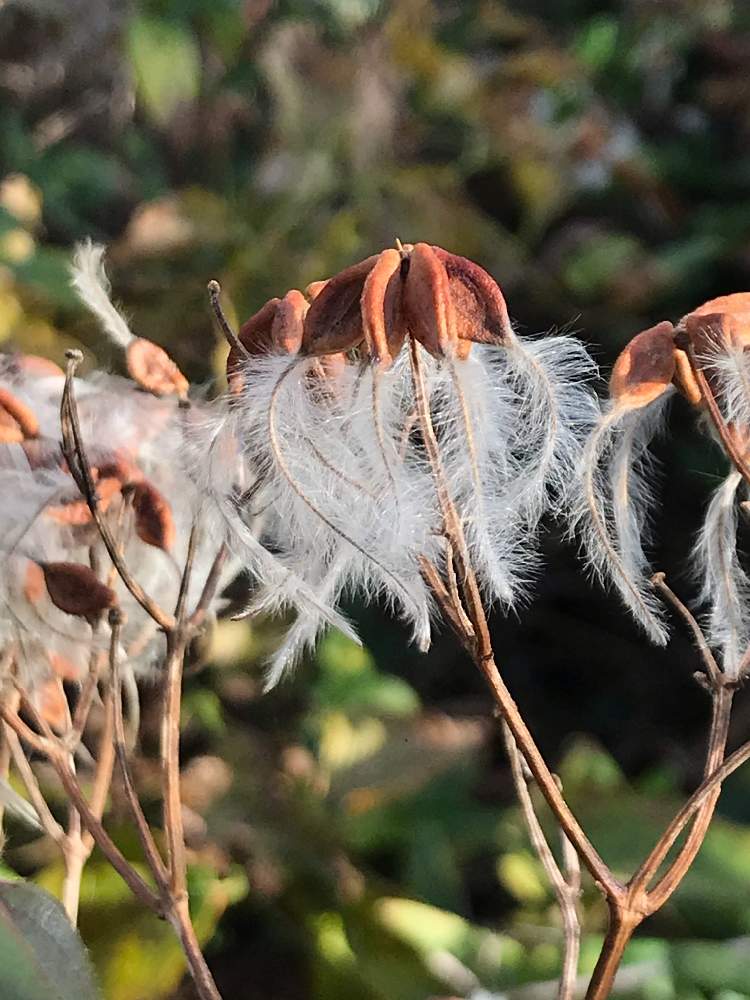 の画像 by かしさん | センニンソウの綿毛と雑草と山野草