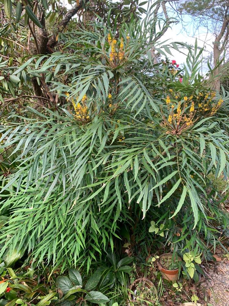 ホソバヒイラギナンテンの投稿画像 By あいすくりーむけーきさん 小さな庭 月12月8日 Greensnap グリーンスナップ Greensnap グリーンスナップ