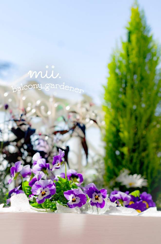 デージーの投稿画像 By Mii さん プリムラとゴールドクレストとビオラとストロビランテス ブルネッティーとバルコニーガーデニングとベランダガーデナーと花壇風と寄せ植えとベランダガーデニングと緑が綺麗とベランダガーデンとおうち園芸とコンテナガーデンと