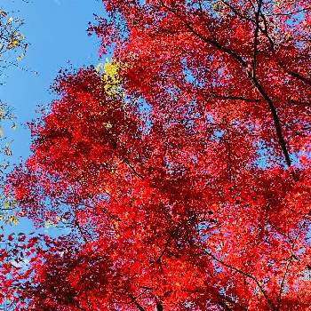 紅葉を楽しむの画像 by ろこたろさん | 紅葉を楽しむとご近所散歩