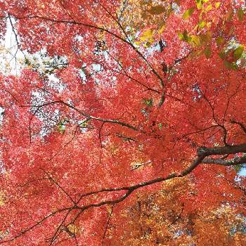 紅葉の秋の画像 by すなねこさん | 公園と紅葉の秋