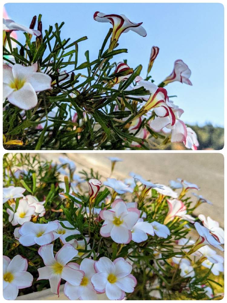 オキザリスの投稿画像 By はちなつめさん オキザリス バーシカラーと花のある暮らしと我が家のお花とカワイイ 月12月8日 Greensnap グリーンスナップ