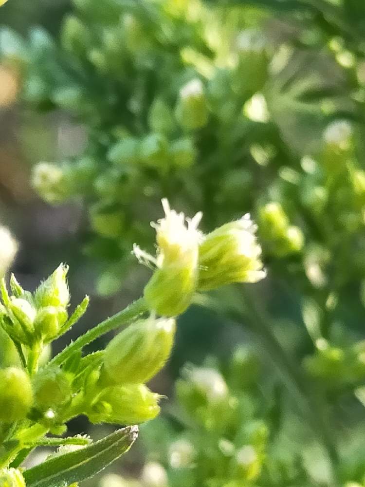 雑草の投稿画像 By 球根の中にはさん 月12月8日 Greensnap グリーンスナップ