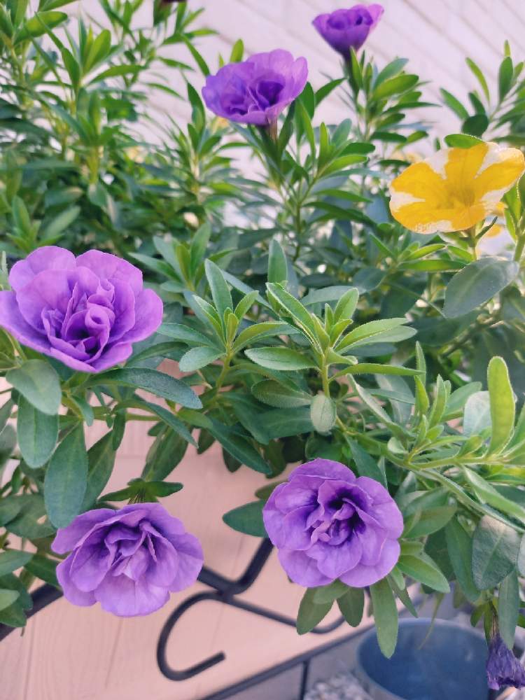 カリブラコアの投稿画像 By あーやさん スーパーベルとスーパーベルレモンスライスとスーパーベル ダブルブルーと八重咲きと紫色の花とpwスーパーベルと八重咲きと紫色の花 月12月8日 Greensnap グリーンスナップ Greensnap グリーンスナップ