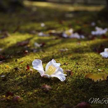 白侘助の画像 by maroさん | 畑とツバキ 白侘助とJapanと 紅葉と白侘助と椿 ツバキと秋の花と苔の緑と白い花