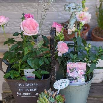 ミニバラ チュチュオプティマの投稿画像一覧 Greensnap グリーンスナップ