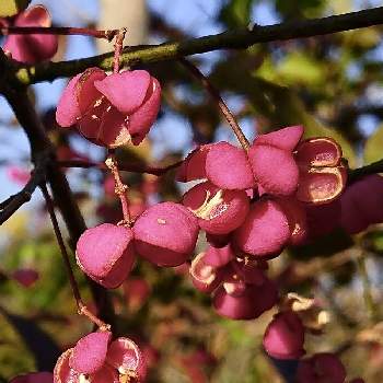 真弓の投稿画像一覧 Greensnap グリーンスナップ