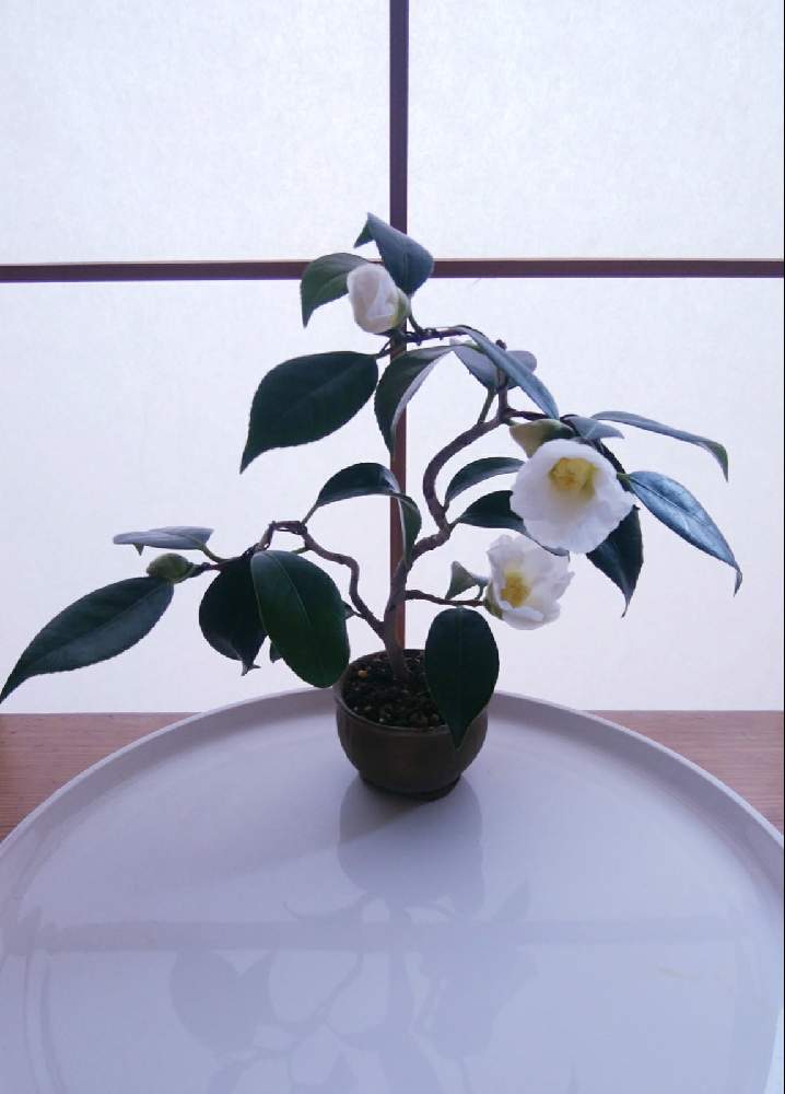 ツバキの投稿画像 By High Rollerさん つばきとツバキ 白侘助とスマホ撮影と1000円素材樹と和風ティストと上野グリーンクラブ常設売店産とミニ盆栽と小品盆栽と椿愛好家と盆栽と記録用と咲いた と植中毒 月12月8日 Greensnap グリーンスナップ