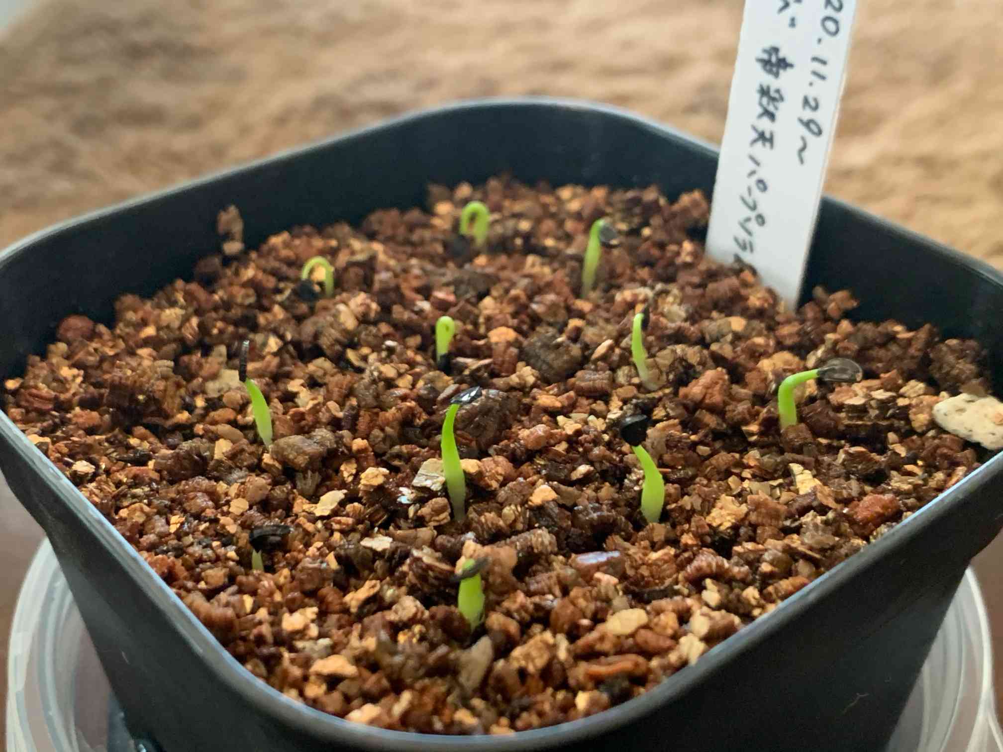 アガベを種から育てよう🌱｜🍀GreenSnap（グリーンスナップ）