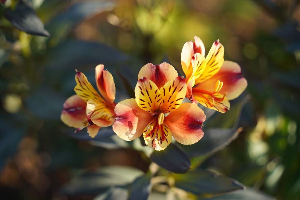 アルストロメリアの投稿画像 By ブッキーさん 月12月8日 Greensnap グリーンスナップ