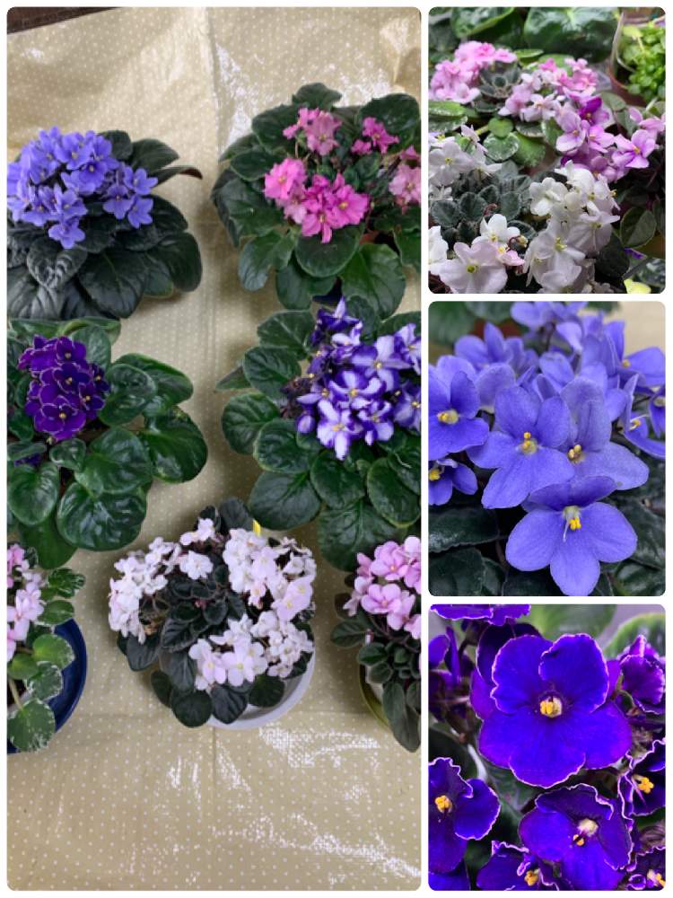 セントポーリアの投稿画像 By にぬさん 冬が近いと開花と開花中とピンクの花と青い花とおうち園芸とガラス温室とつぼみと鉢花と赤い花と花のある暮らしと白い 花 月12月8日 Greensnap グリーンスナップ