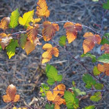 紅葉した葉っぱの画像 by 百日紅さん | お出かけ先とニガイチゴの葉と紅葉した葉っぱと岐阜県と登山道と低山