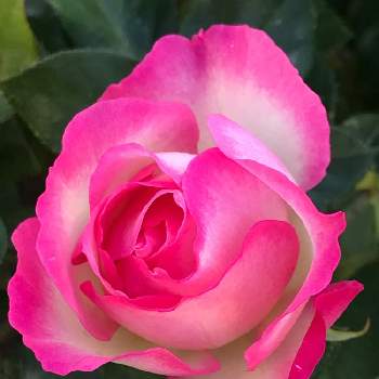 バラの小道の画像 by pipiさん | 広い庭とストロベリーアイスバーグとバラの小道とピンクの薔薇とピンクの花とおうち園芸と今日のお花と我家の花達と花のある暮らし